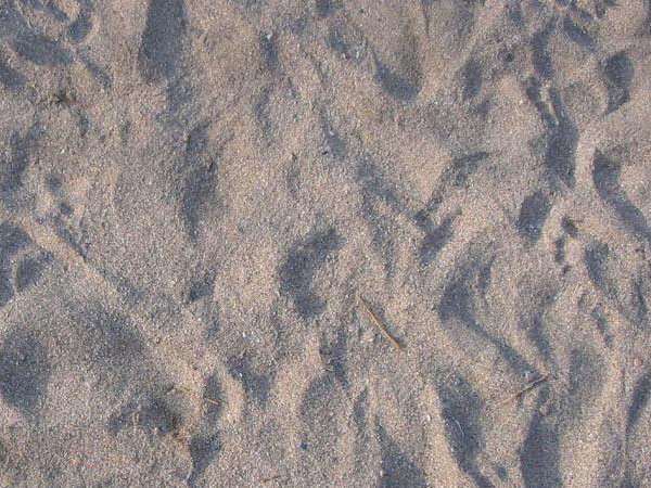 泥质粉砂岩描述图片